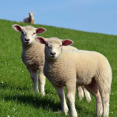 펜션 Haus Deichblick 2 *